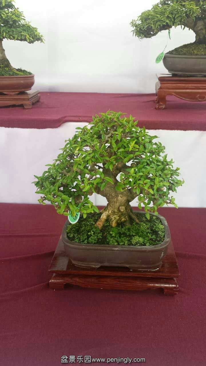 mmexport1433413227510.jpg
