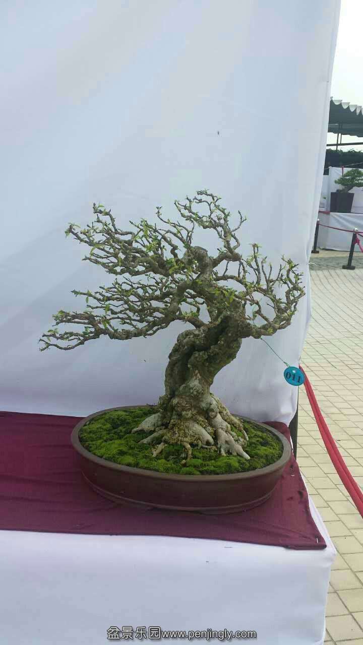 mmexport1433413043371.jpg