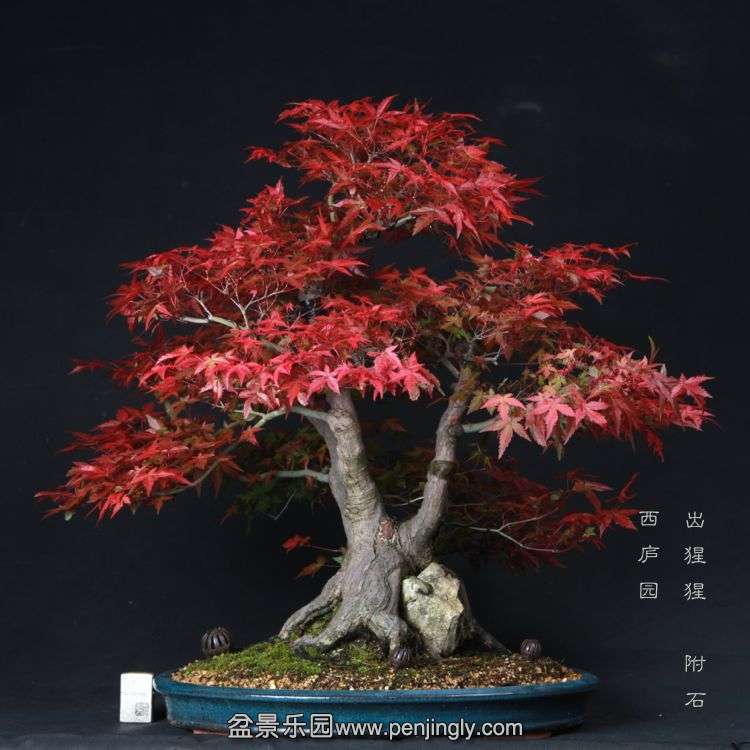 bonsai1506071.jpg