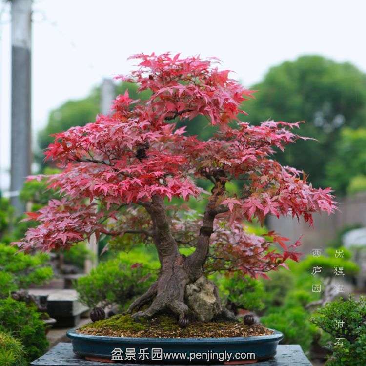 bonsai1506075.jpg