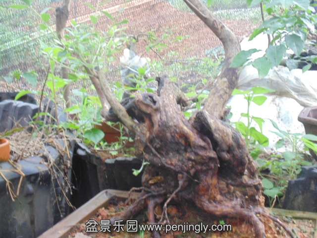 DSC06731.JPG