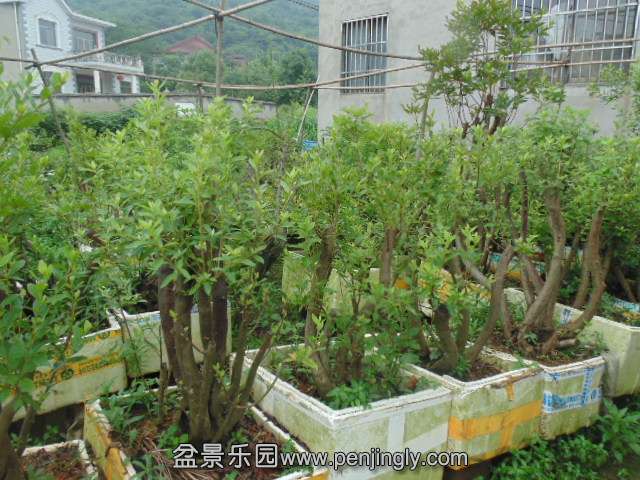 DSC06726.JPG