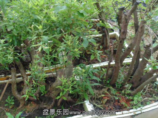DSC06723.JPG