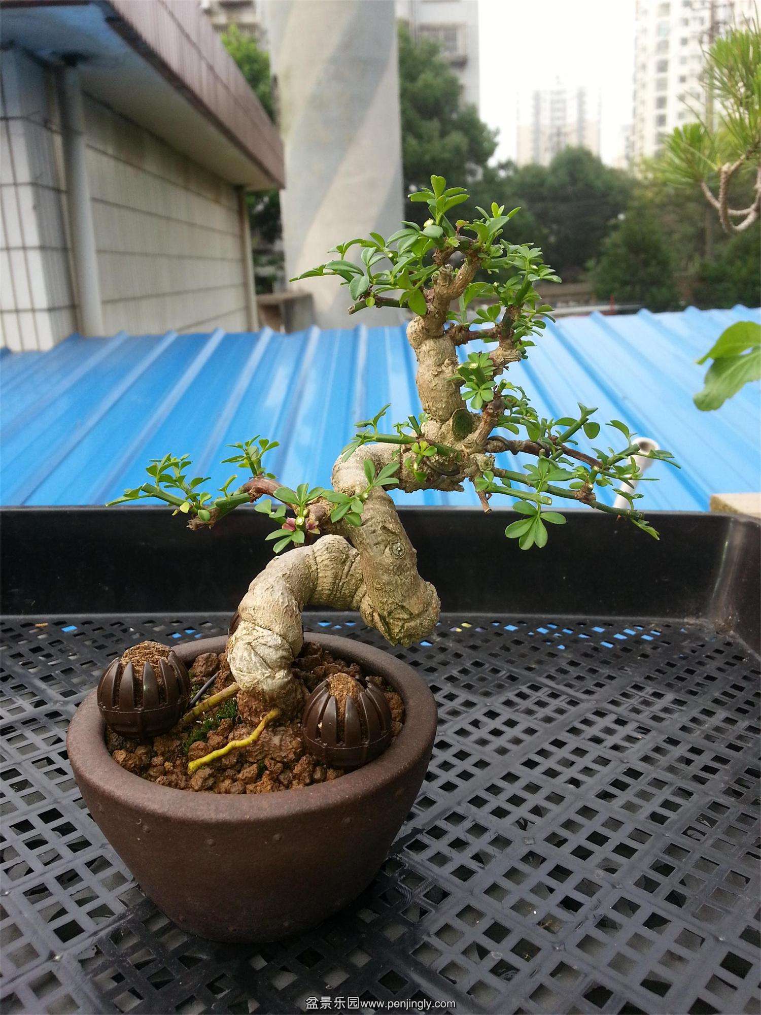 20150609_071153.jpg