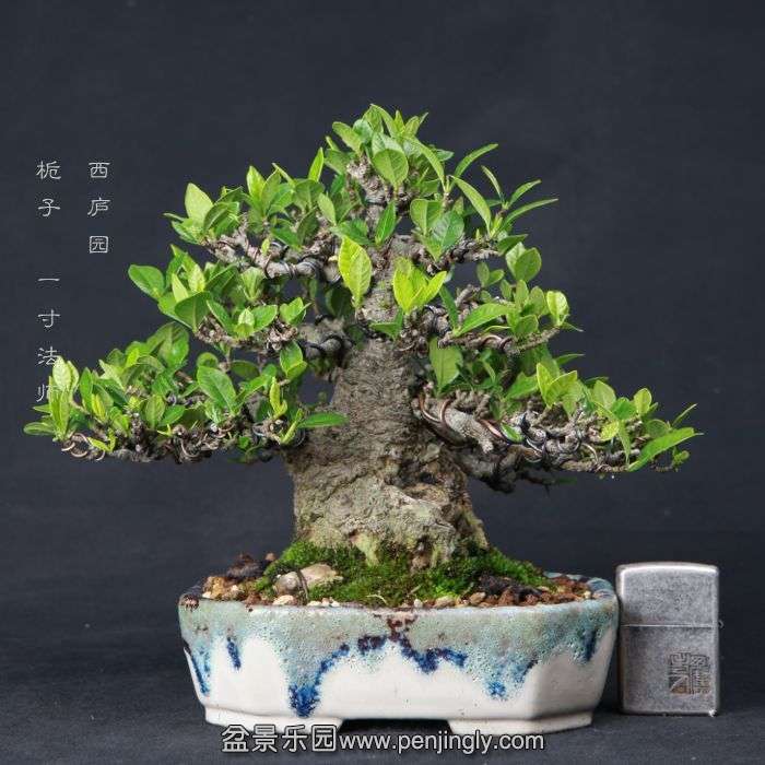 bonsai15060914.jpg