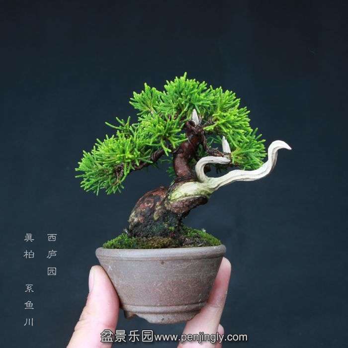 bonsai15060920.jpg