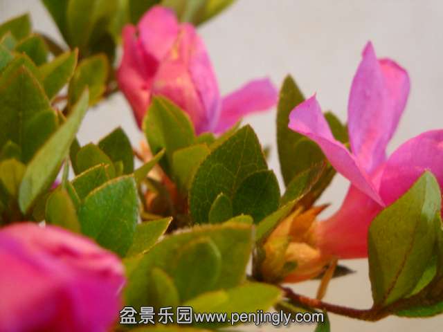 DSC01086.JPG