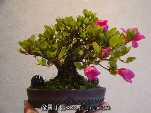 DSC01089.JPG