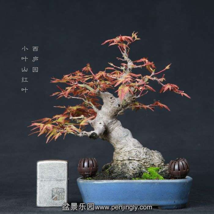 bonsai1506111.jpg