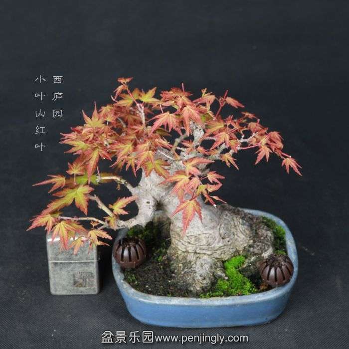 bonsai1506112.jpg