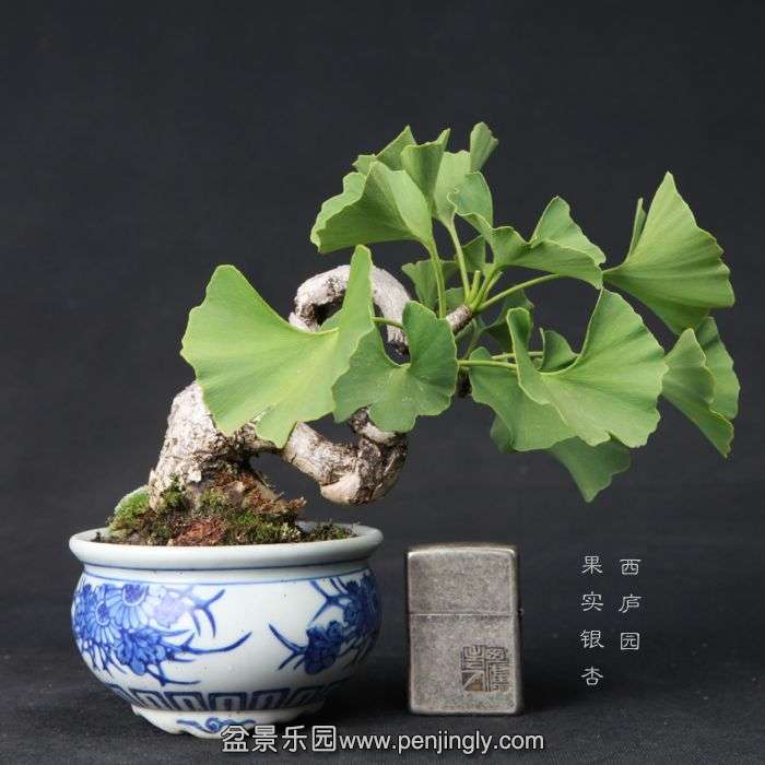 bonsai1506114.jpg