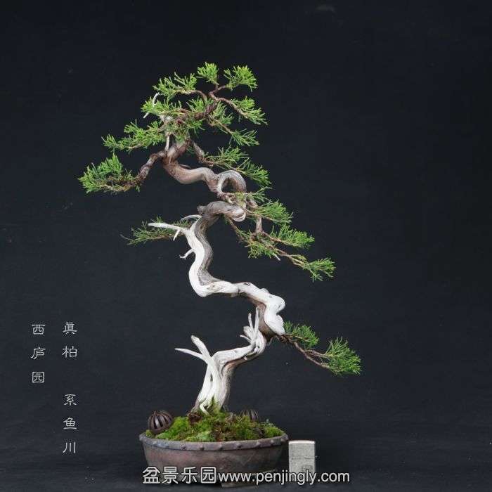 bonsai150611A1.jpg