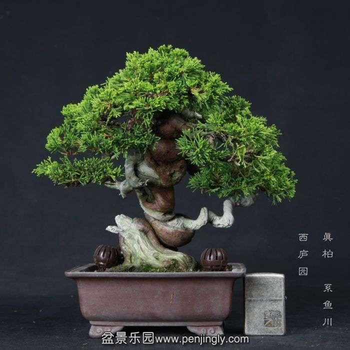 bonsai150611A5.jpg