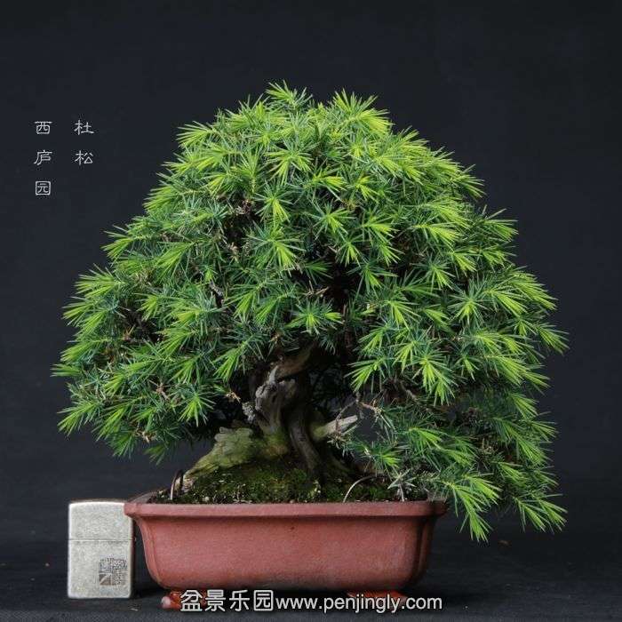 bonsai1506121.jpg