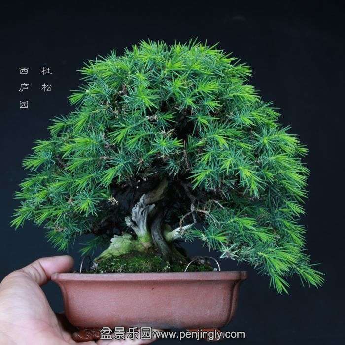 bonsai1506123.jpg