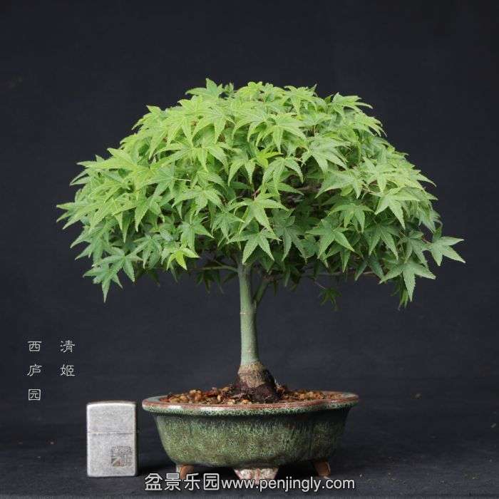 bonsai1506124.jpg