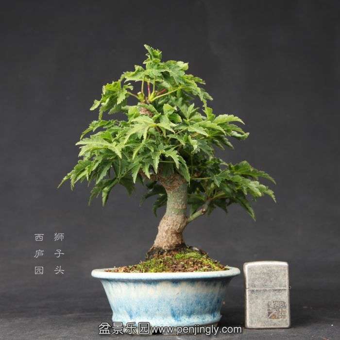 bonsai1506131.jpg