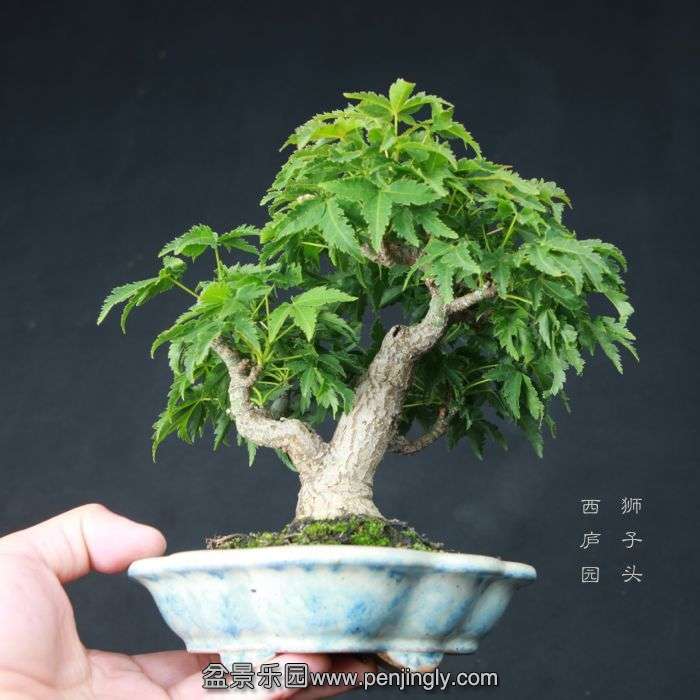 bonsai1506134.jpg