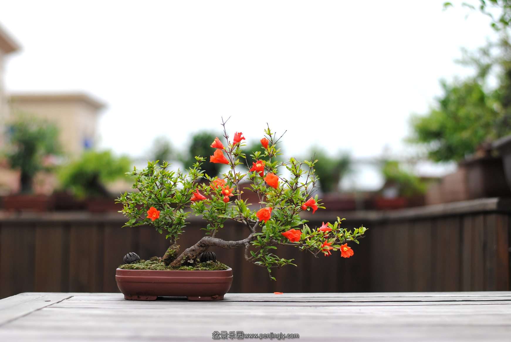 DSC_2556.JPG