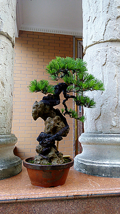 IMG_20150616_055502___.jpg