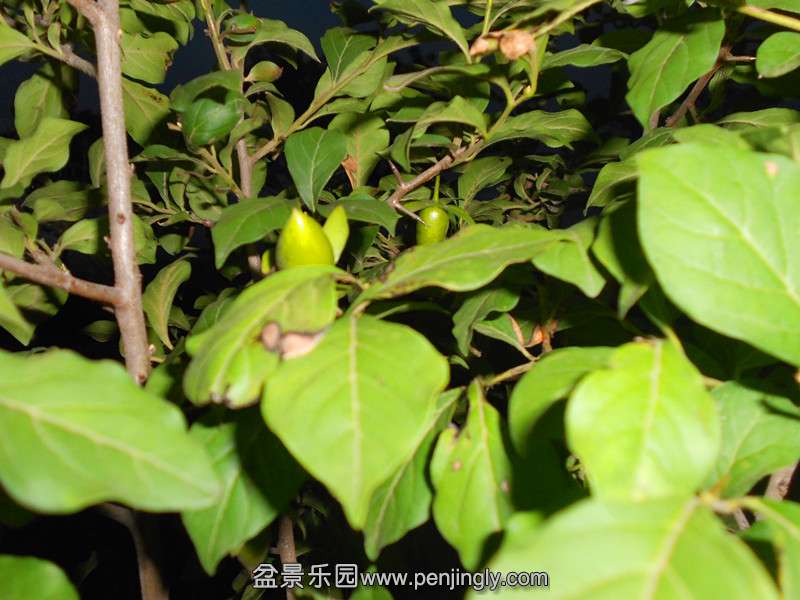 DSCN2072_副本.jpg