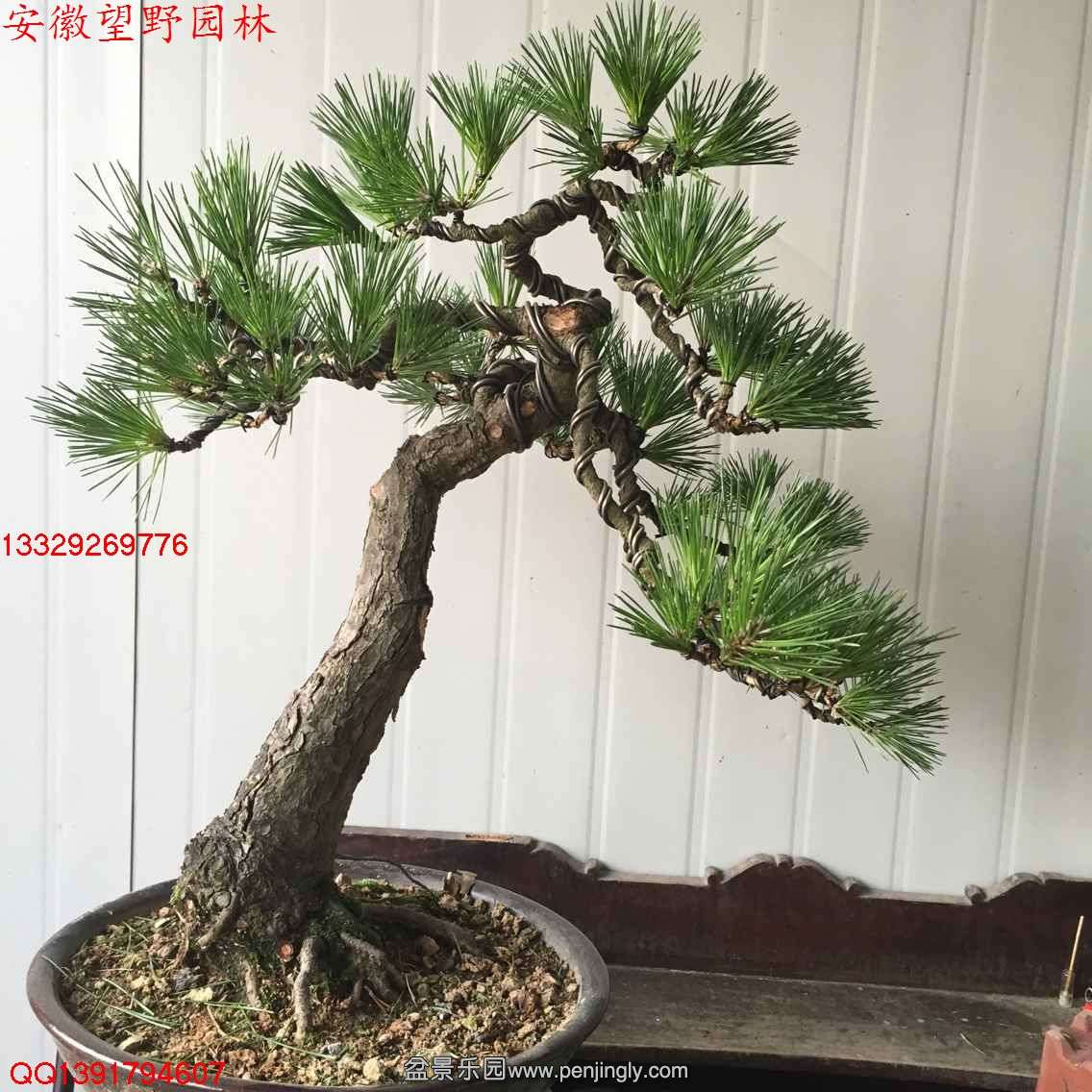 03947BCF0563D2E8DDACCB857F0A99C6.jpg