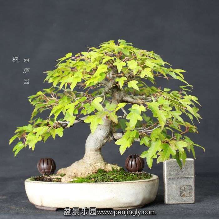 bonsai15062601.jpg