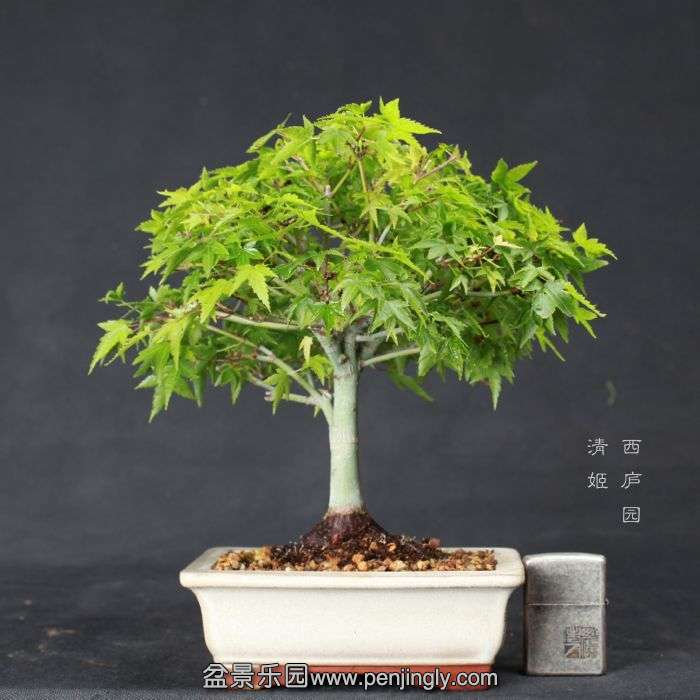 bonsai15062609.jpg