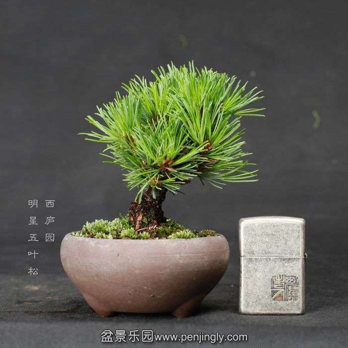 bonsai15062611.jpg