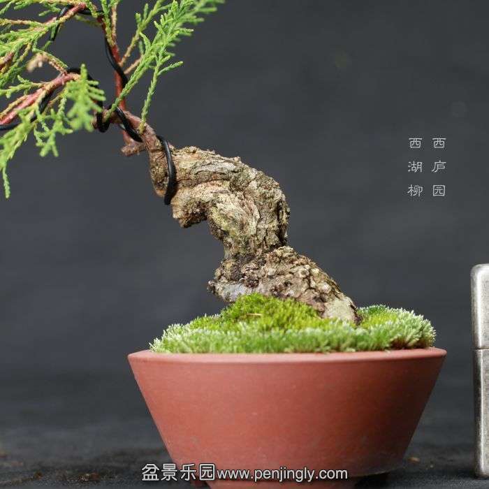 bonsai15062615.jpg