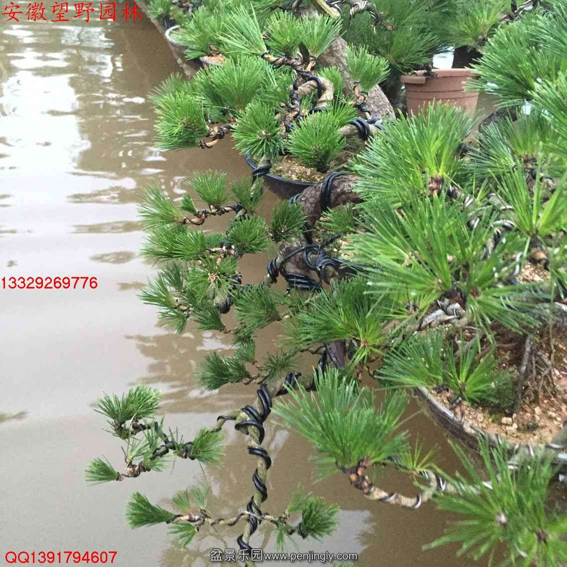AC02B922BE3B753988483E1A53AAFAAB.jpg