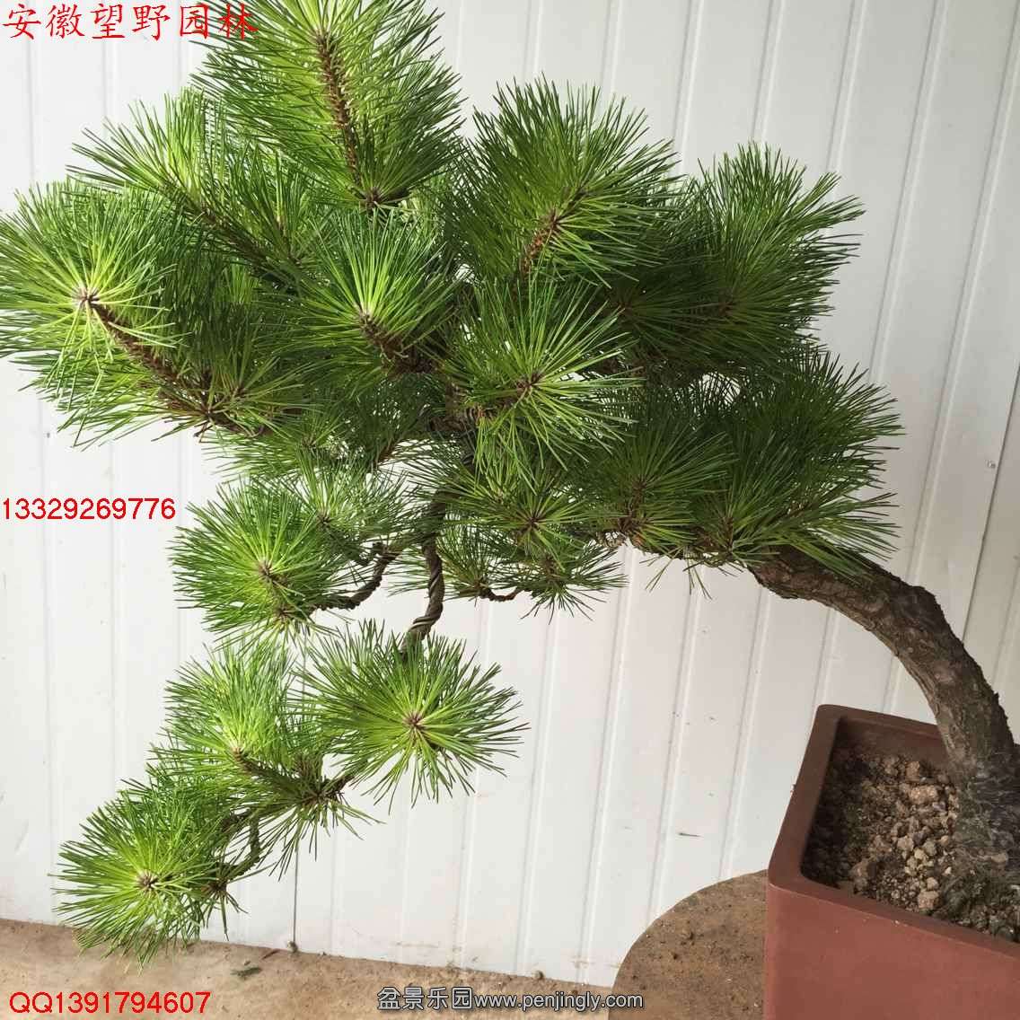 623BE0BB3CC087D5DBA071A546D65C0A.jpg