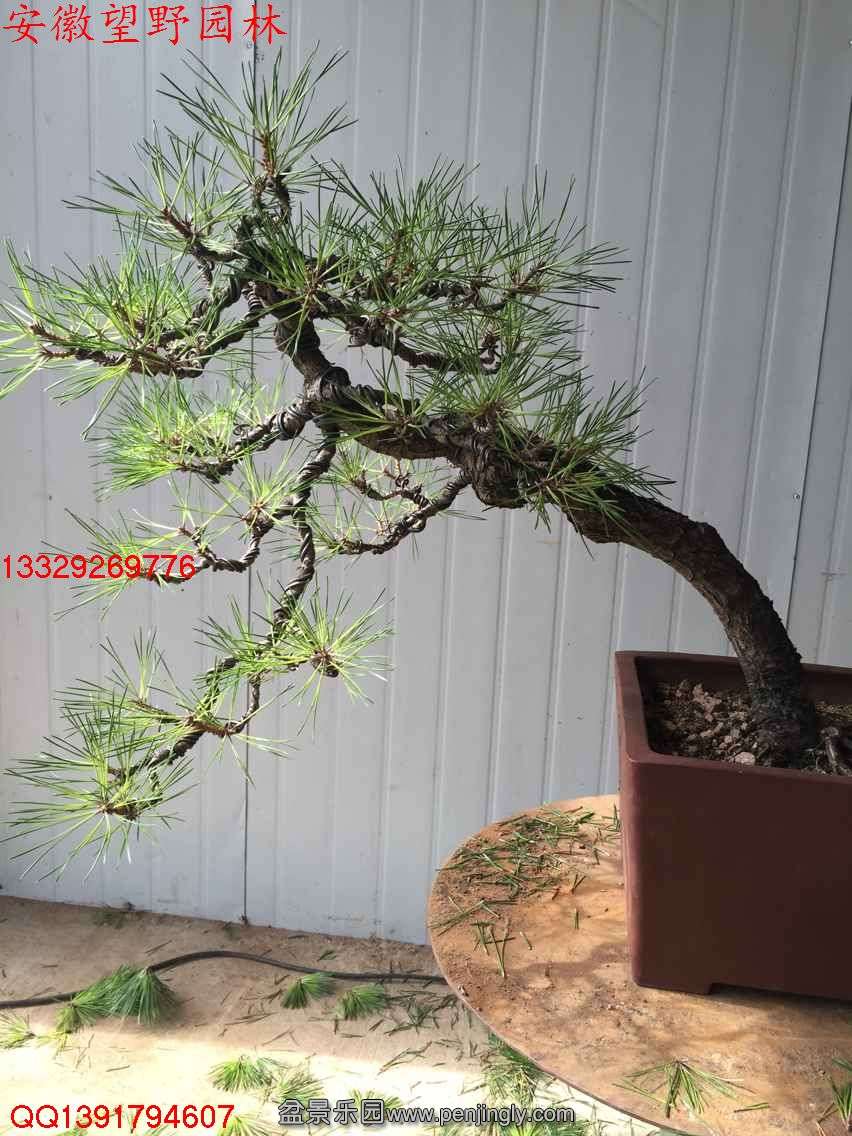 BDCEC1F5BB4AEFE48FFC4A9BA10780BC.jpg