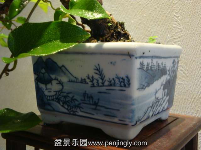 DSC01256.JPG