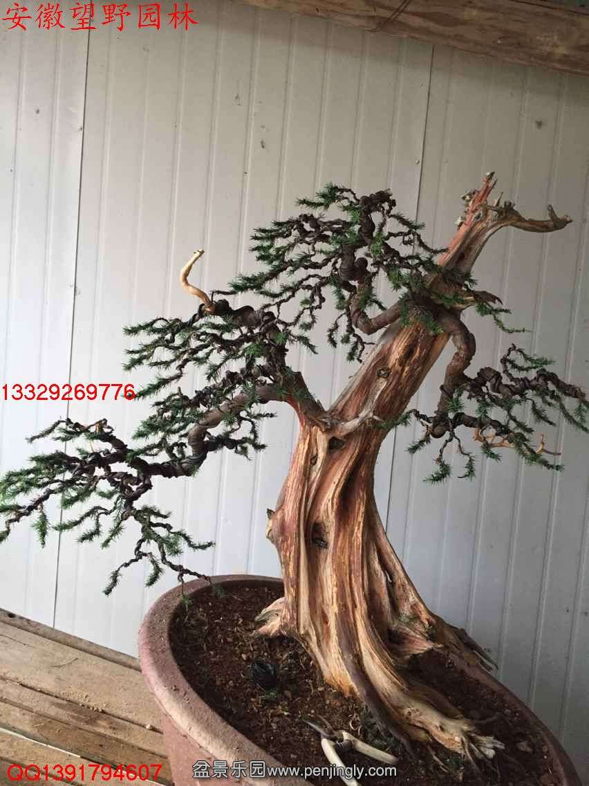 F9E99B4A0433966092F2E283BF96CB27.jpg