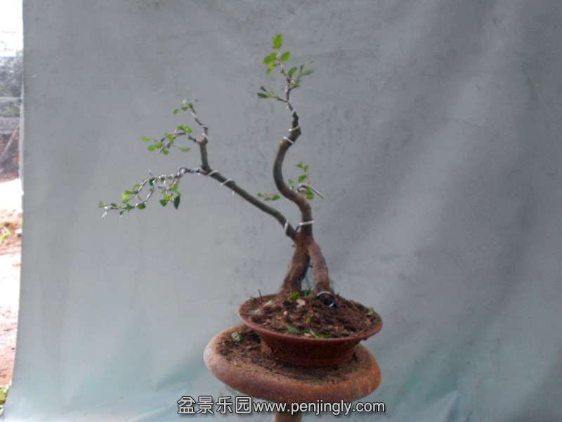 DSCN2156_.jpg