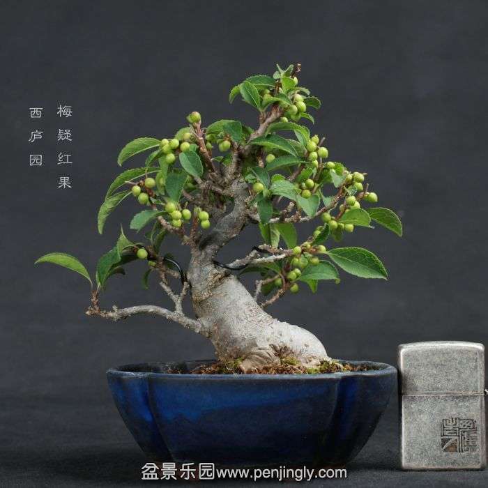 bonsai15070904.jpg