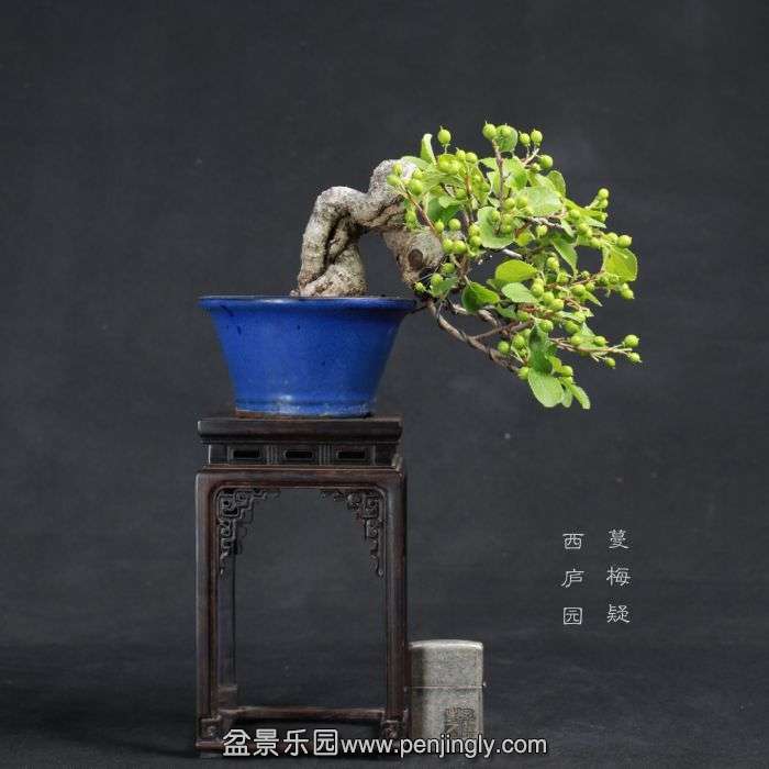 bonsai15070901.jpg