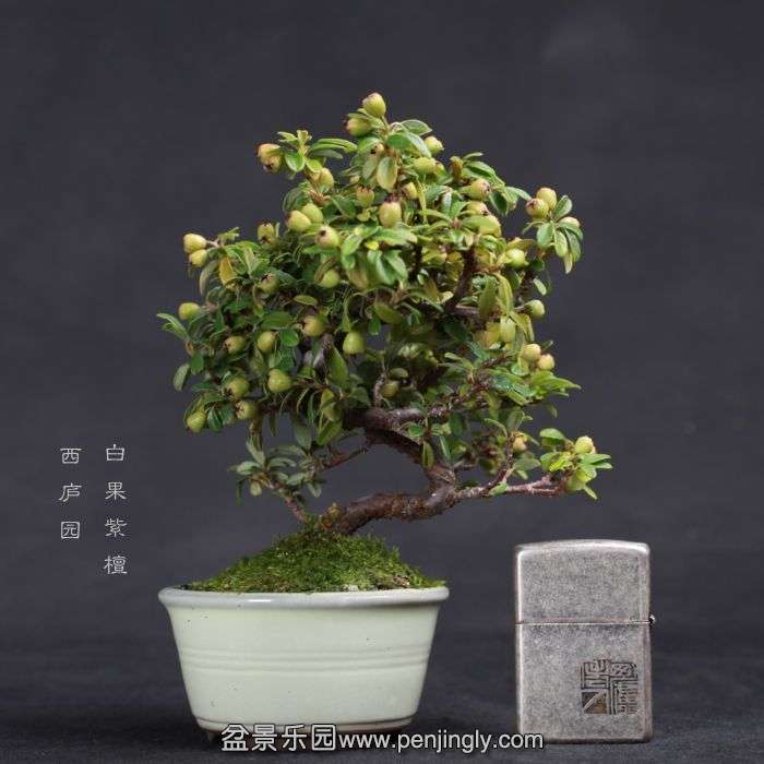 bonsai15070907.jpg