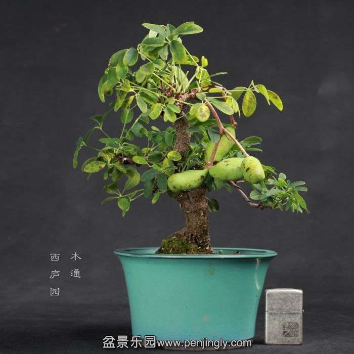 bonsai15070909.jpg