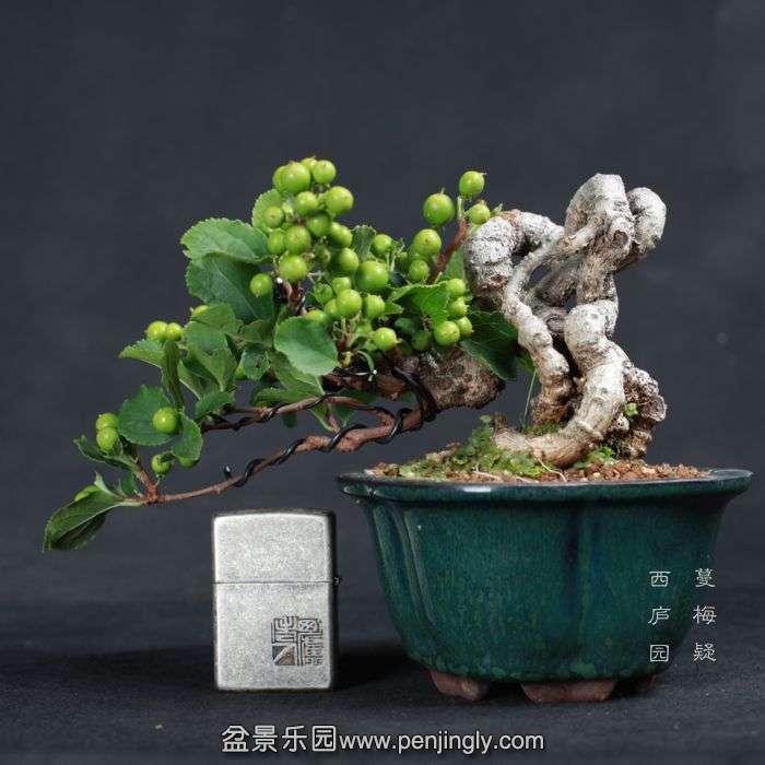 bonsai15070911.jpg