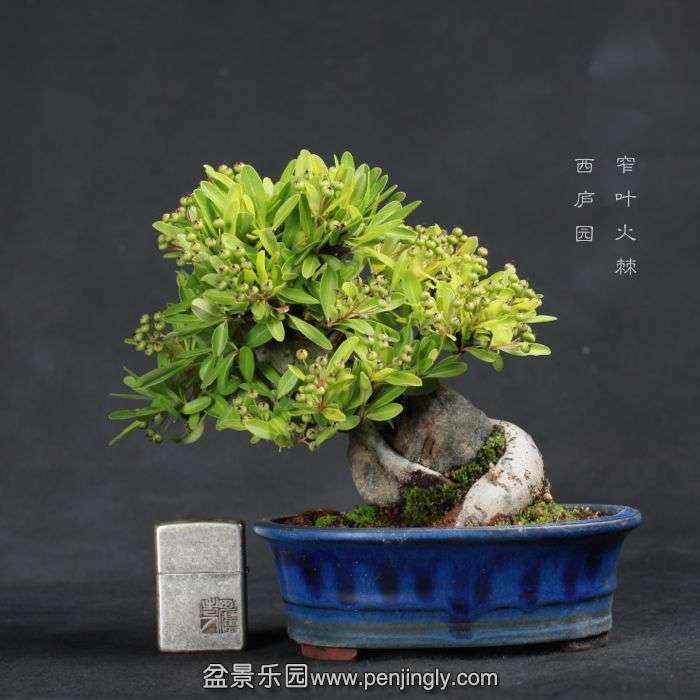 bonsai15070918.jpg