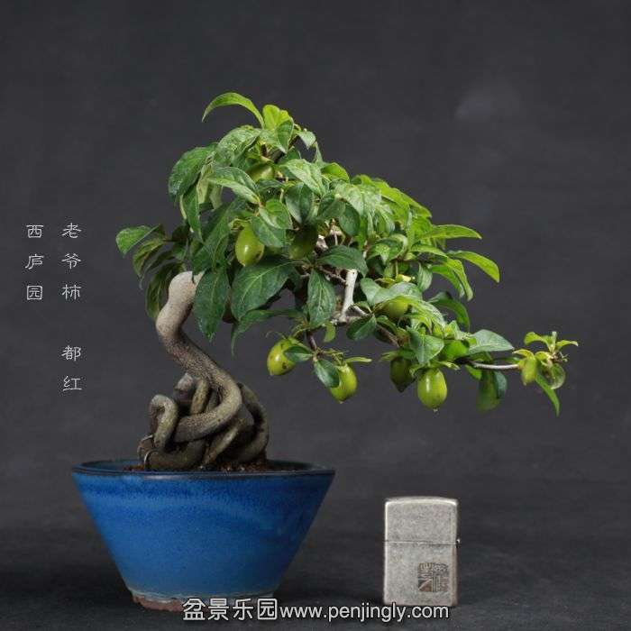 bonsai15070914.jpg