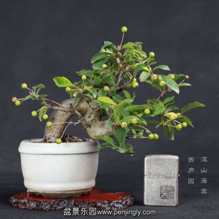 bonsai15070921.jpg