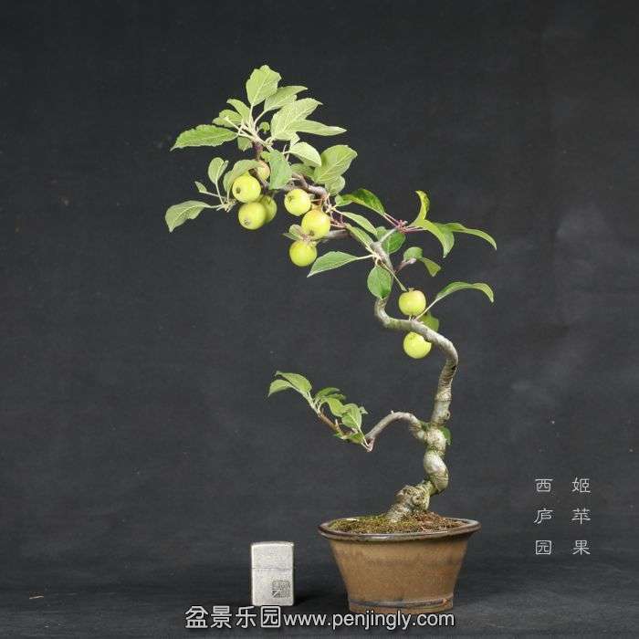 bonsai15070926.jpg