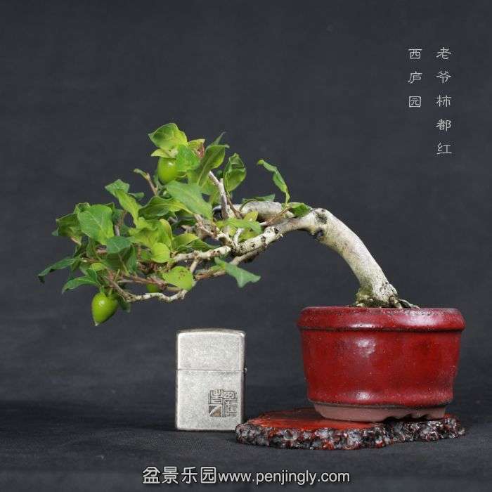 bonsai15070923.jpg