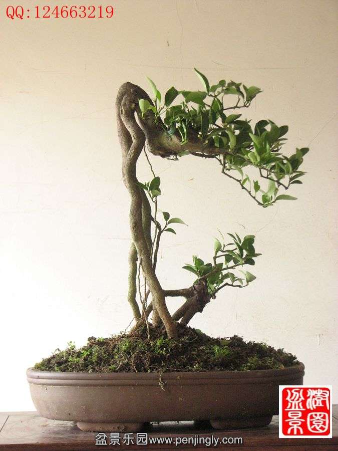 IMG_0893__.jpg