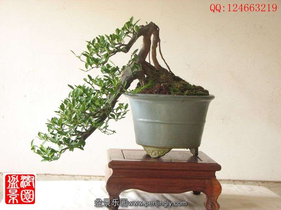 IMG_0897__.jpg