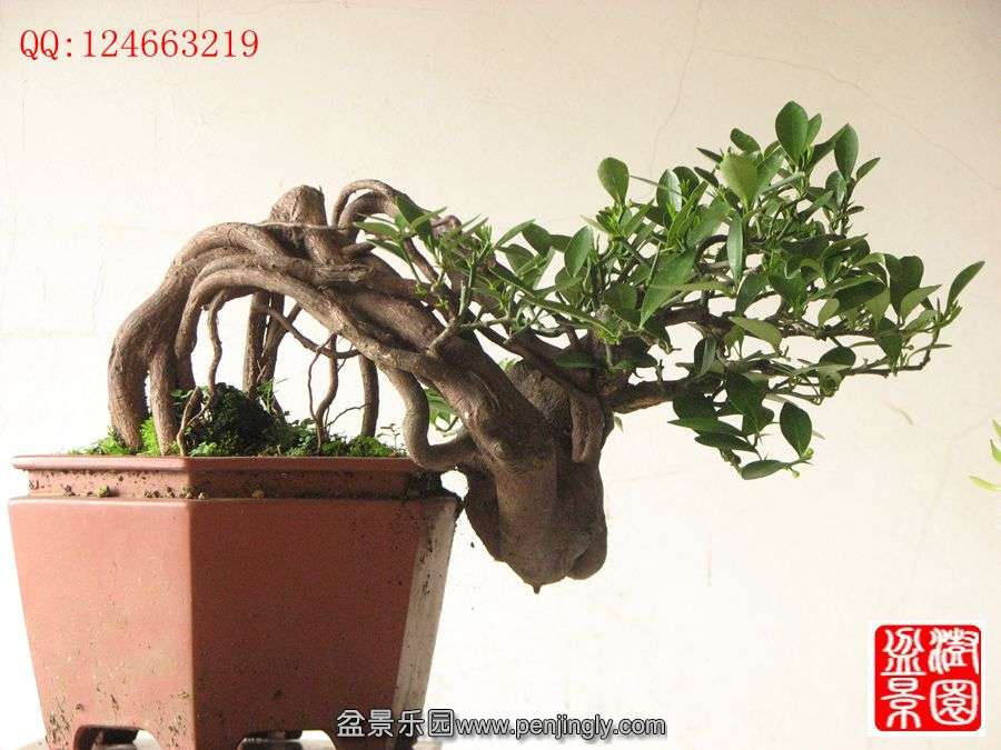 IMG_0905__.jpg