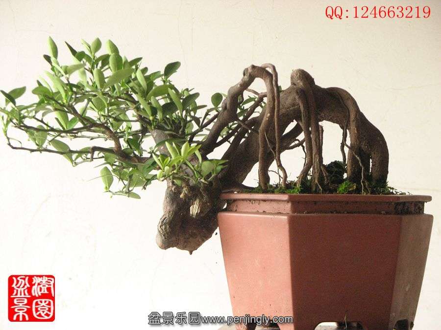 IMG_0907__.jpg